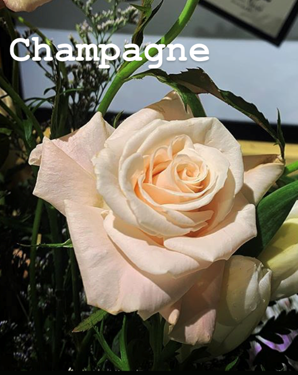 Rose Champagne Beige